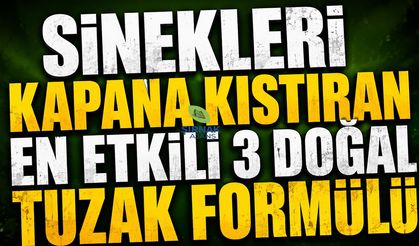 Sinekleri Kapana Kıstıran En Etkili 3 Doğal Tuzak Formülü