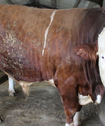 1,5 tonluk 'Tosun Paşa' 450 bin liraya alıcı buldu