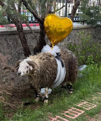 Gelin adaylarına süslenmiş "Nişan Koçu" hediyesi