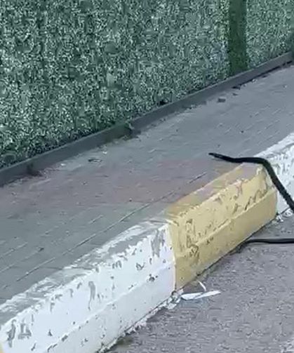 Şırnak’ta Görülen Yılan Kısa Süreli Panik Yarattı