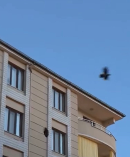 Kargaların saldırısına uğrayan saz delicesi kameraya yansıdı