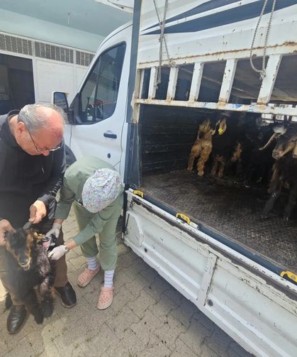 Yayla Sezonu Öncesi Silopi’de Yoğun Mesai