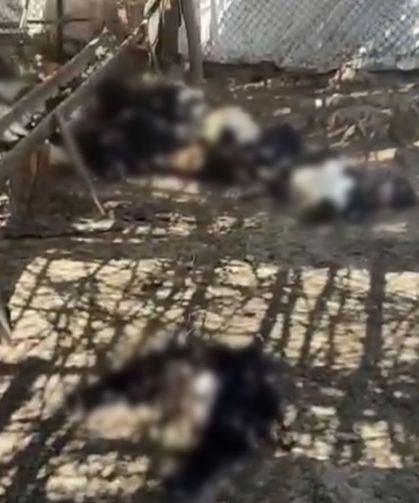 Ağıla giren başıboş köpekler 26 keçiyi telef etti