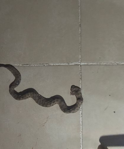 Apartmanda görülen yılan paniğe neden oldu