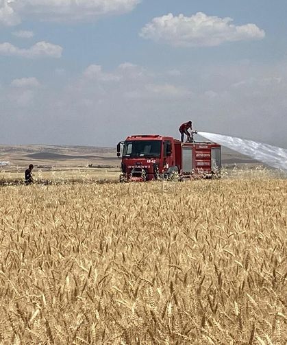 Sıcaklar 300 dönüm ekili alanı alevlere teslim etti