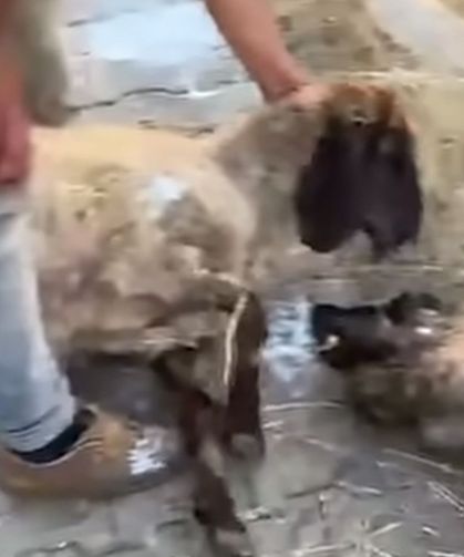 Siirt'te zehirlenerek 32 küçükbaş hayvan telef oldu