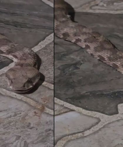 İdil’de evin balkonunda yılan paniği