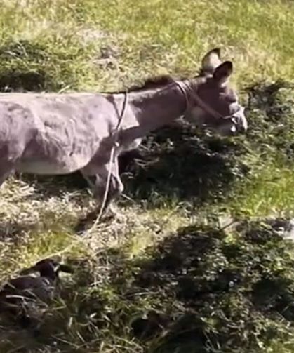 Sürüden ayrılan eşeği dronun sesi geri getirdi