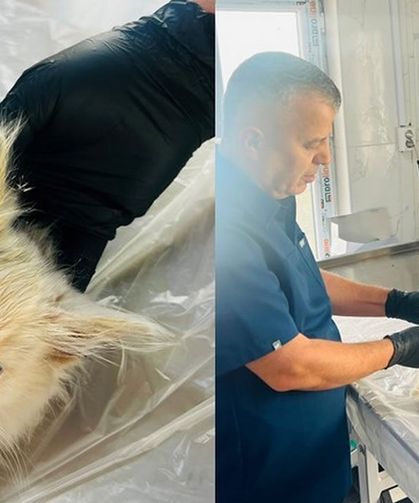 Gözü dışarı çıkan kedi başarılı ameliyatla sağlığına kavuştu