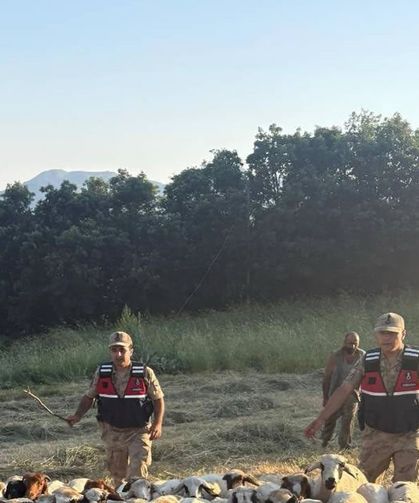 Kayıp küçükbaş hayvanlar dron desteğiyle bulundu