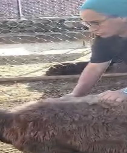 Kurt ağıla girdi, 8 koyun telef oldu, 8’i kayıp