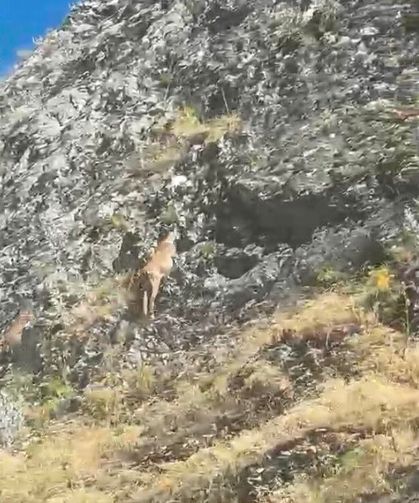 Yaban keçileri karayolunda görüntülendi
