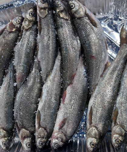 İnci kefali tezgâhlardaki yerini aldı