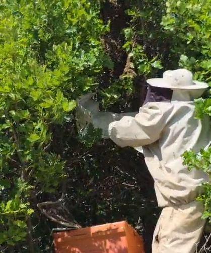 Kovandan firar eden binlerce arı meşe ağacına oğul verdi