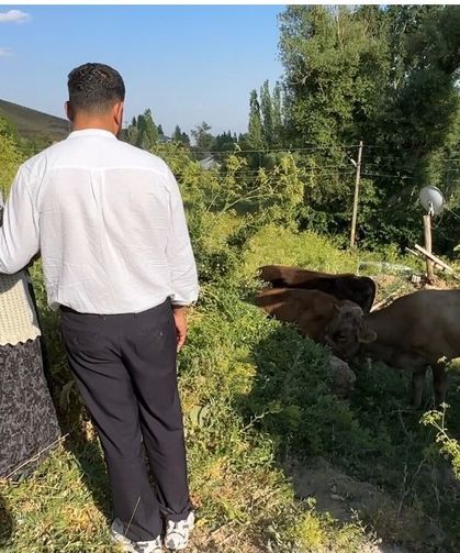 Telef olan ineği için gözyaşı döken  teyzeye yardım eli