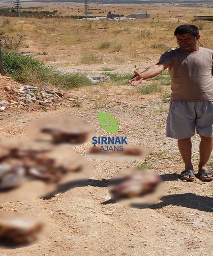 Yol kenarına bırakılan at kafatası ve kemikleri bulundu