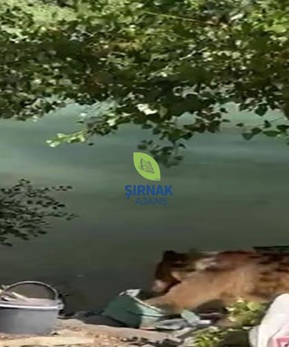 Bozayı piknikçilerin sofrasına misafir oldu