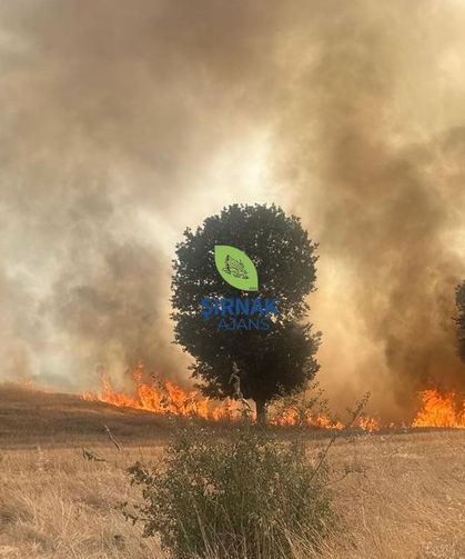 Trafo yangını ağaçlık alanı yok etti