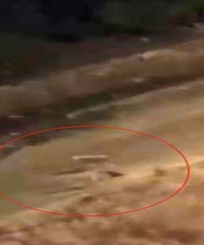 Başıboş köpeklerin kediye saldırdığı anlar kamerada