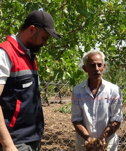 İnternette gördüğü safrana merak saldı