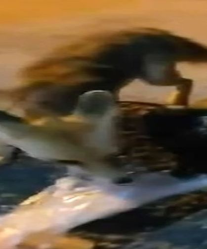 Mahalle arasındaki tilkiye poşetle yiyecek bıraktı