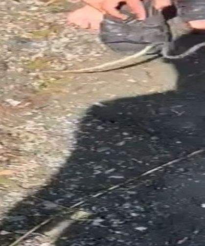 Yakaladığı yılanla arkadaşını kovaladı