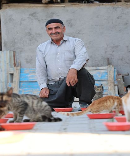 62 yaşında, her akşam 50 kediyi evinin bahçesinde ağırlıyor