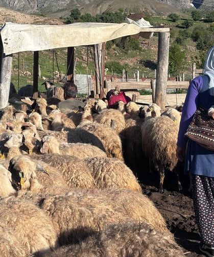 Konargöçer ailelerin ömrü yaylalarda geçiyor