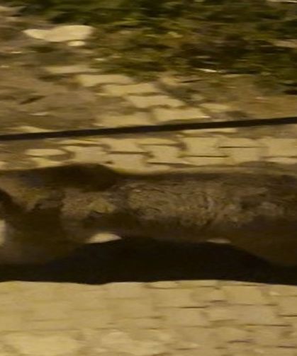 Boz ayılar mahalle aralarında cirit attı