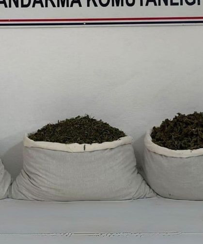 253 bin kök kenevir ve 42 kilo esrar ele geçirildi