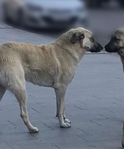 Sahipsiz hayvanlara yönelik denetim yapılacak