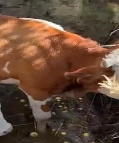 Çukura düşen 2 inek kepçeyle kurtarıldı