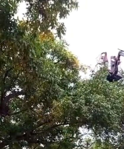 Doski Vadisi’nde vinçle ceviz hasadı yapıldı