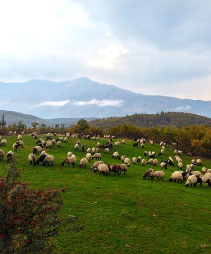 Yaylalarda göçerlerin dönüş yolculuğu başladı