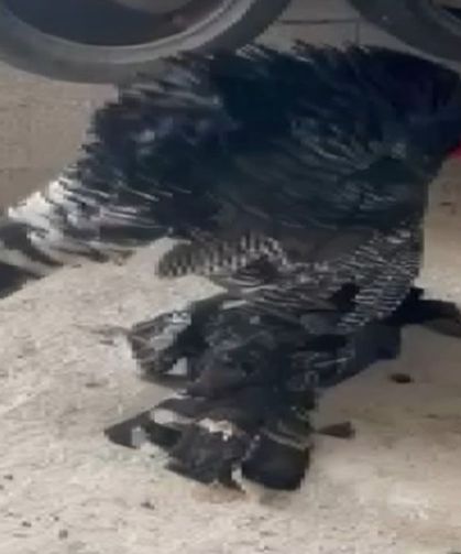 Erkek hindi, vefat eden dişi hindinin başından ayrılmadı