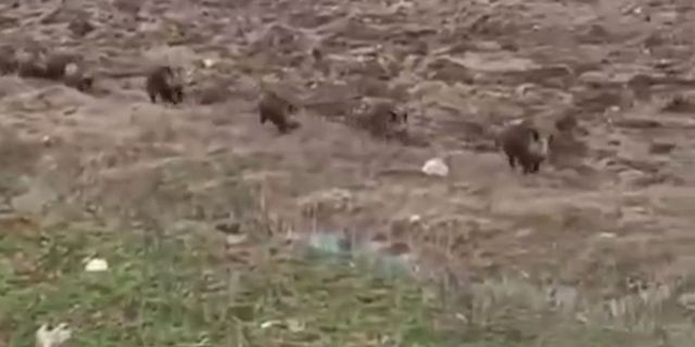 Garzan Çayında  domuz sürüsü görüntülendi