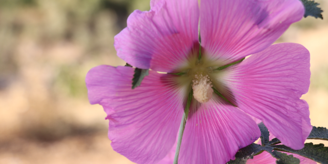 Cemre Ne Zaman Düşecek? İlk Cemre İçin Geri Sayım