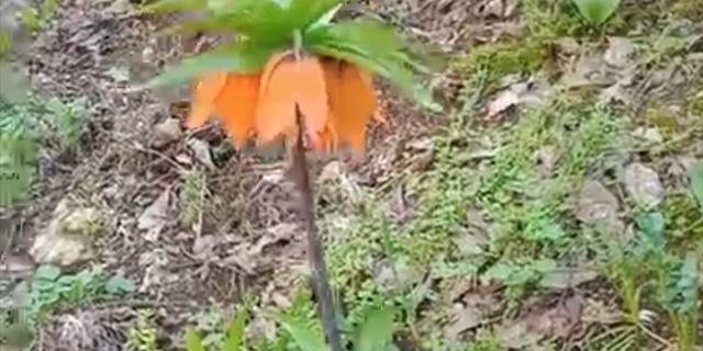 Ters Laleler Açtı, Koparmanın Bedeli Dudak Uçuklatıyor