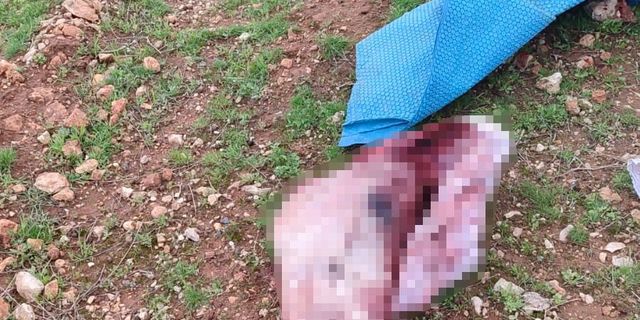 Kesik At Kafası ve Parçaları Şok Edici Şekilde Bulundu