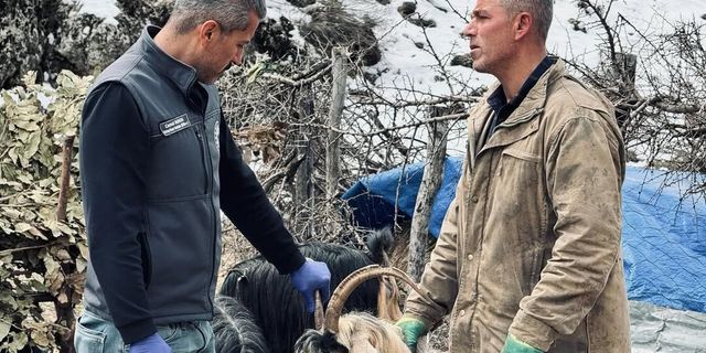 Şırnak'ta Bayram Öncesi Hayvan Sağlığı Denetimi