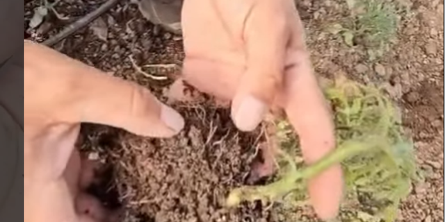 Sera Üreticileri Dikkat! Dana Burnu Tehdidi Başladı