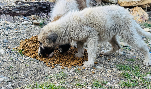 HAYTAP Gönüllüleri Şırnak’ta Yüzlerce Hayvan İçin Mama Dağıttı