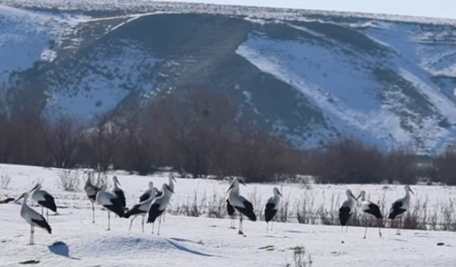 Güneydoğu’da leylekler göçü bıraktı