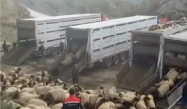 2025'te Şırnak’ın Hayvancılık Başarısı!