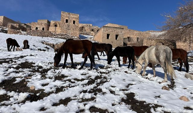 Koçer Yollarında Kışın Sessiz Tanıkları