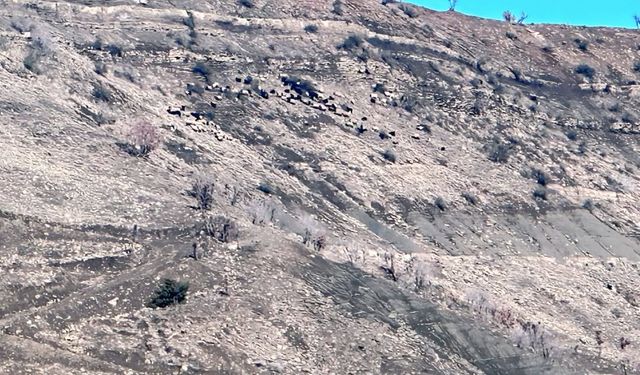 Arazilerde Tarım ve Mera Denetimi Başladı