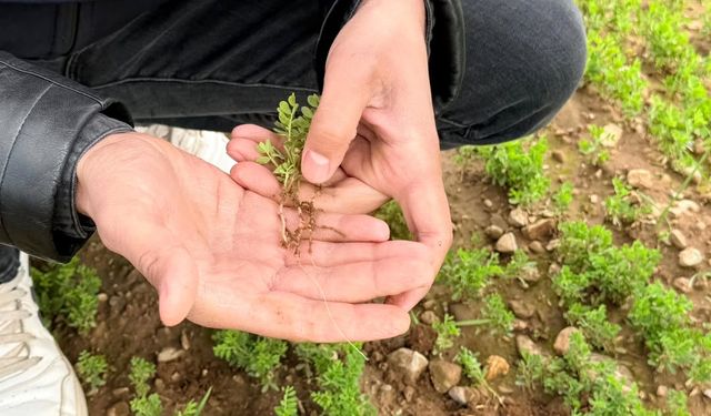Silopi'de Tarımsal Destek İçin Arazi Kontrolleri