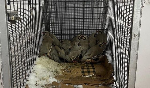 Keklik avcılarına 75 bin 303 TL idari para cezası