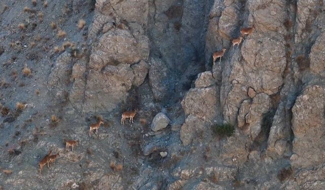 Sarp kayalıklarında yaban keçileri görüntülendi