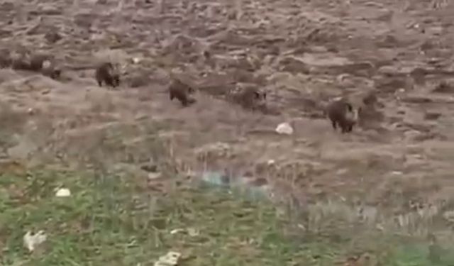 Garzan Çayında  domuz sürüsü görüntülendi